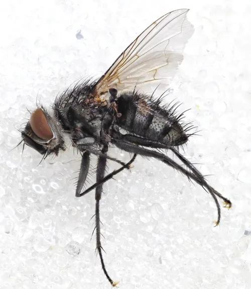 Phryxe nemea - photo 4