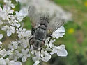 Phryxe vulgaris