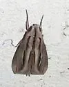 Caicus Sphinx - Hodges#7840