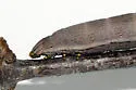 Caicus Sphinx - Hodges#7840 - photo 4