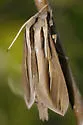 Caicus Sphinx - Hodges#7840 - photo 5