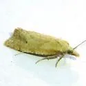 Phtheochroa aegrana - Hodges#3810