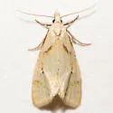Phtheochroa aegrana - Hodges#3810 - photo 2