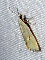 Phtheochroa aureoalbida - Hodges#3811