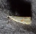 Phtheochroa aureoalbida - Hodges#3811 - photo 2