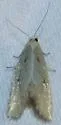 Phtheochroa aureoalbida - Hodges#3811 - photo 4