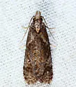 Phtheochroa baracana - Hodges#3812