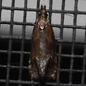 Phtheochroa baracana - Hodges#3812 - photo 2
