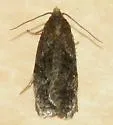 Phtheochroa baracana - Hodges#3812 - photo 3