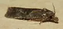 Phtheochroa baracana - Hodges#3812 - photo 4
