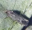 Phtheochroa baracana - Hodges#3812 - photo 5
