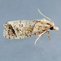 Phtheochroa birdana - Hodges#3813