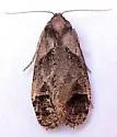 Phtheochroa birdana - Hodges#3813 - photo 2