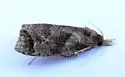 Phtheochroa birdana - Hodges#3813 - photo 4