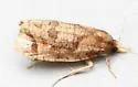 Phtheochroa birdana - Hodges#3813 - photo 5