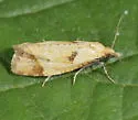 Phtheochroa canariana - Hodges#3813.1