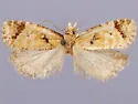 Phtheochroa canariana - Hodges#3813.1 - photo 3