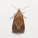Phtheochroa cartwrightana - Hodges#3814