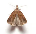 Phtheochroa cartwrightana - Hodges#3814 - photo 2