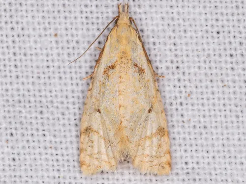 Phtheochroa fulviplicana - Hodges#3815