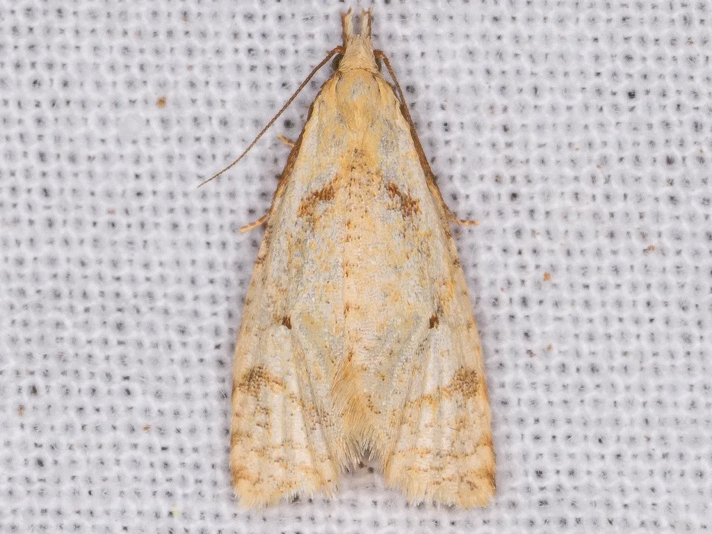 Phtheochroa fulviplicana - Hodges#3815 - photo 2
