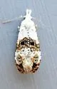 Phtheochroa huachucana - Hodges#3817