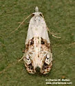 Phtheochroa huachucana - Hodges#3817 - photo 3