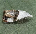 Phtheochroa huachucana - Hodges#3817 - photo 5