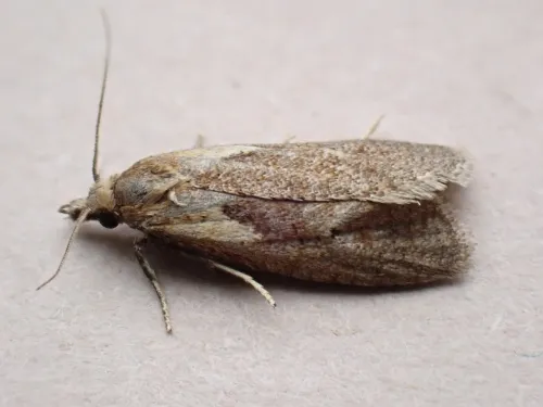Phtheochroa inopiana