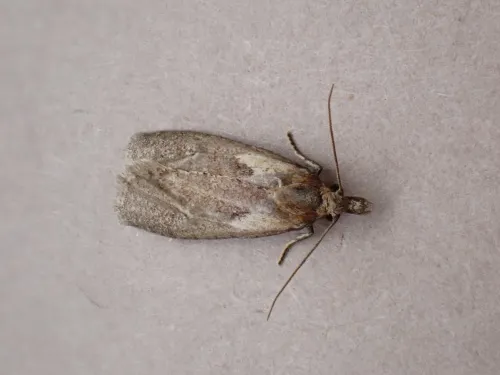 Phtheochroa inopiana - photo 2