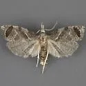 Phtheochroa perspicuana - Hodges#3821