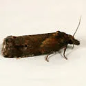 Phtheochroa riscana - Hodges#3822