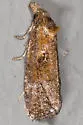 Phtheochroa riscana - Hodges#3822 - photo 2