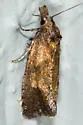 Phtheochroa riscana - Hodges#3822 - photo 3