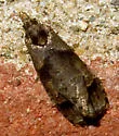 Phtheochroa riscana - Hodges#3822 - photo 4