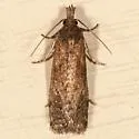 Phtheochroa riscana - Hodges#3822 - photo 5