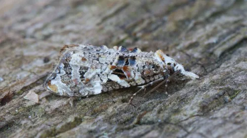 Phtheochroa rugosana - photo 2
