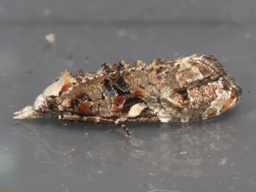 Phtheochroa rugosana - photo 3