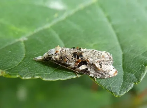 Phtheochroa rugosana - photo 4