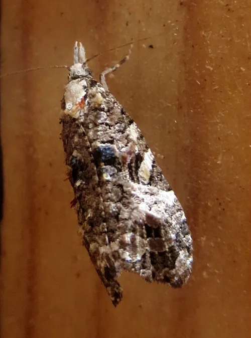 Phtheochroa rugosana - photo 6