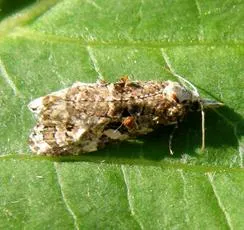 Phtheochroa rugosana - photo 7