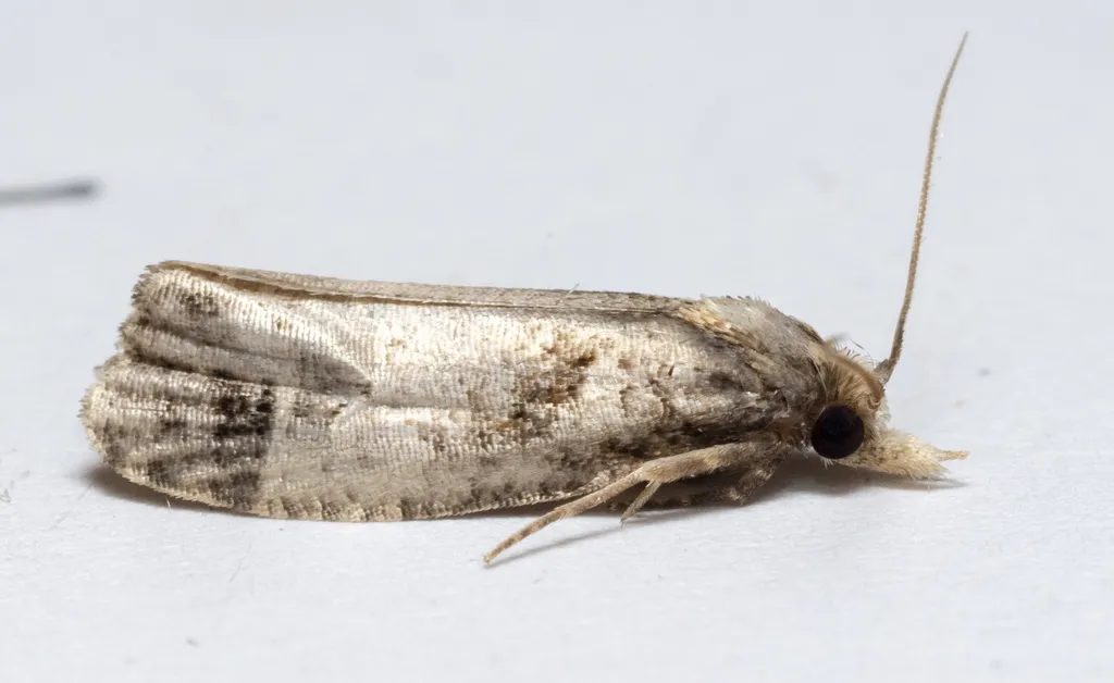 Phtheochroa terminana - Hodges#3823 - photo 2
