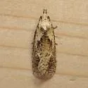 Phtheochroa villana - Hodges#3824 - photo 2