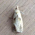Phtheochroa villana - Hodges#3824 - photo 3
