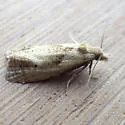 Phtheochroa villana - Hodges#3824 - photo 4