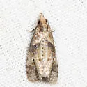 Phtheochroa villana - Hodges#3824 - photo 5