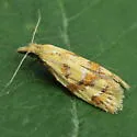 Phtheochroa vitellinana - Hodges#3825 - photo 2