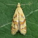 Phtheochroa vitellinana - Hodges#3825 - photo 3