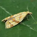 Phtheochroa vitellinana - Hodges#3825 - photo 4
