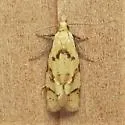 Phtheochroa vitellinana - Hodges#3825 - photo 5
